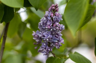 Mor leylak çiçeği. Ayrıntılı makro görünüm.