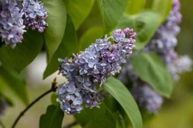 Mor leylak çiçeği. Ayrıntılı makro görünüm.