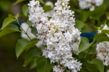 Beyaz leylak çiçeği. Ayrıntılı makro görünüm.