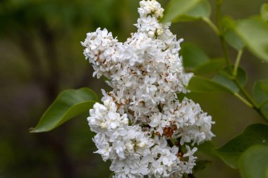 Beyaz leylak çiçeği. Ayrıntılı makro görünüm.