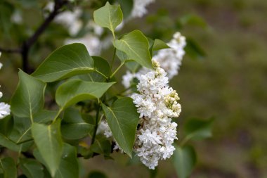 Beyaz leylak çiçeği. Ayrıntılı makro görünüm.