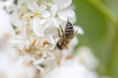 Beyaz leylak çiçekli arı. Ayrıntılı makro görünüm.