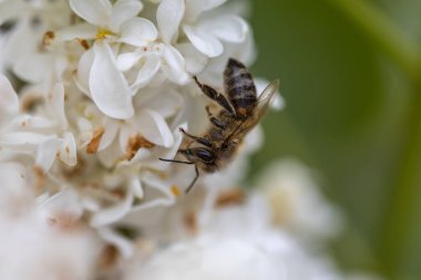 Beyaz leylak çiçekli arı. Ayrıntılı makro görünüm.
