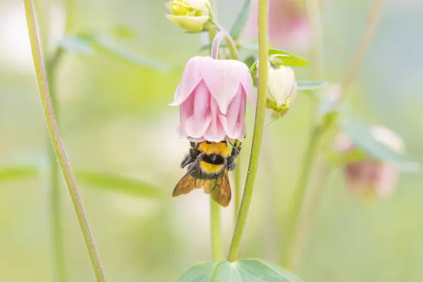 Bumblebee Uma Flor Sino Vista Macro Detalhada — Fotografia de Stock