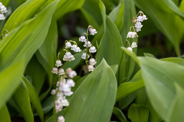 Fehér Liliom Völgyi Virágból Részletes Makronézet — Stock Fotó