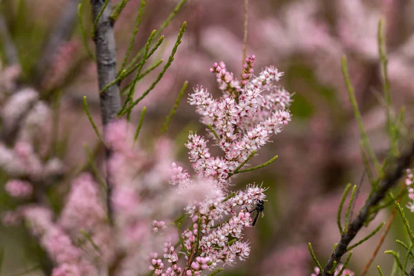 Růžové Květy Motýl Keř Buddleja Podrobné Zobrazení Maker — Stock fotografie