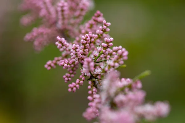 Rózsaszín Virágok Pillangó Bokor Buddleja Részletes Makronézet — Stock Fotó