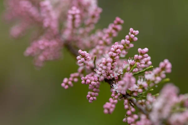 Rózsaszín Virágok Pillangó Bokor Buddleja Részletes Makronézet — Stock Fotó