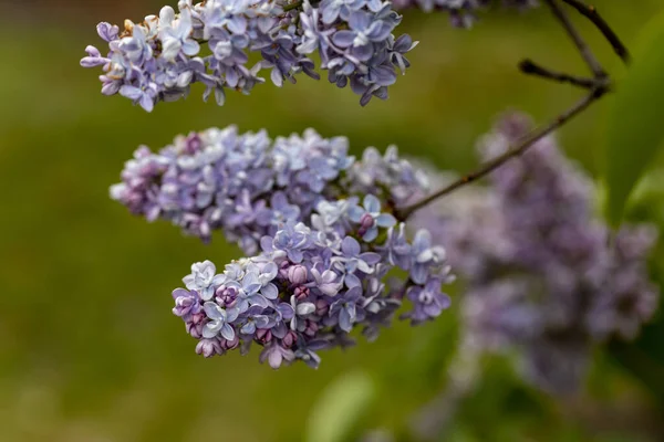 紫色のライラックの花 詳細マクロビュー — ストック写真
