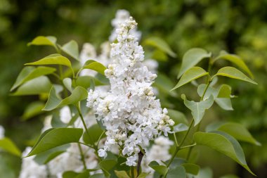 Beyaz leylak çiçeği. Ayrıntılı makro görünüm.