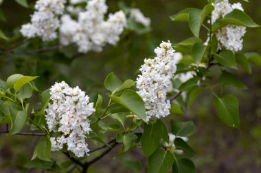 Beyaz leylak çiçeği. Ayrıntılı makro görünüm.