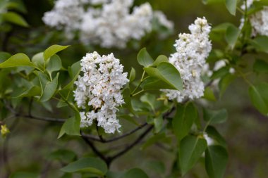 Beyaz leylak çiçeği. Ayrıntılı makro görünüm.