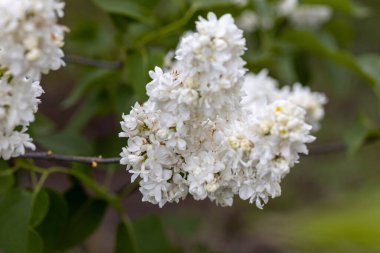 Beyaz leylak çiçeği. Ayrıntılı makro görünüm.