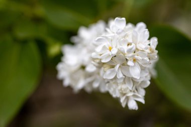 Beyaz leylak çiçeği. Ayrıntılı makro görünüm.