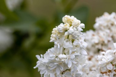 Beyaz leylak çiçeği. Ayrıntılı makro görünüm.