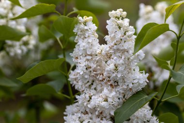 Beyaz leylak çiçeği. Ayrıntılı makro görünüm.