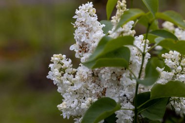 Beyaz leylak çiçeği. Ayrıntılı makro görünüm.