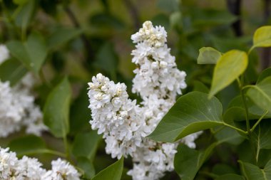 Beyaz leylak çiçeği. Ayrıntılı makro görünüm.