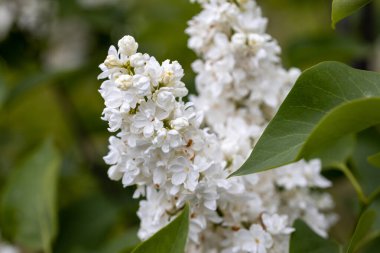 Beyaz leylak çiçeği. Ayrıntılı makro görünüm.