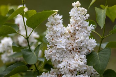 Beyaz leylak çiçeği. Ayrıntılı makro görünüm.