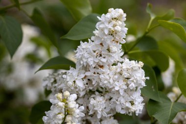 Beyaz leylak çiçeği. Ayrıntılı makro görünüm.