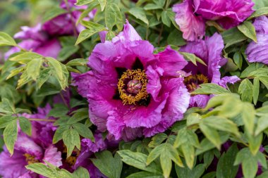 Fuşya şakayık çiçeği. Ayrıntılı makro görünüm.