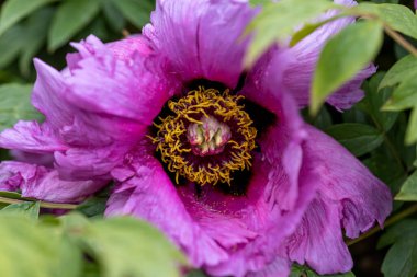 Fuşya şakayık çiçeği. Ayrıntılı makro görünüm.