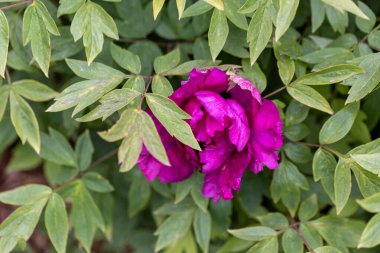 Fuşya şakayık çiçeği. Ayrıntılı makro görünüm.