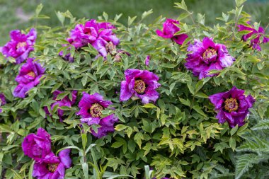 Fuşya şakayık çiçeği. Ayrıntılı makro görünüm.