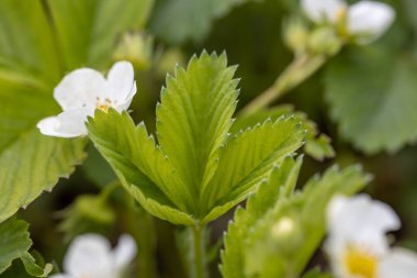 Doğal bir arka planda beyaz çilek çiçekleri. Ayrıntılı makro görünüm.