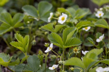 Doğal bir arka planda beyaz çilek çiçekleri. Ayrıntılı makro görünüm.