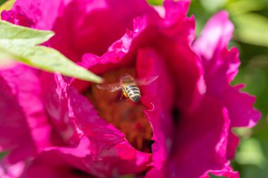 Fuşya çiçeğinin üzerindeki bir arı. Ayrıntılı makro görünüm.
