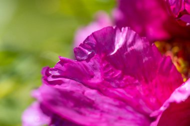 Fuşya şakayık çiçeği. Ayrıntılı makro görünüm.