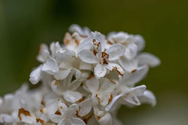 Bílý Šeříkový Květ Podrobné Zobrazení Maker — Stock fotografie