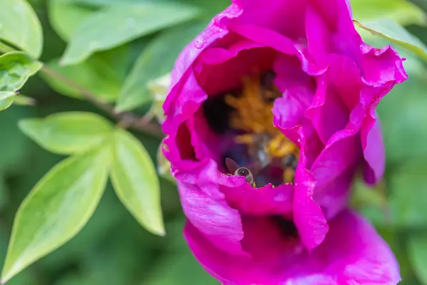 Een Bij Een Fuchsia Pioenbloem Gedetailleerde Macro Weergave — Stockfoto