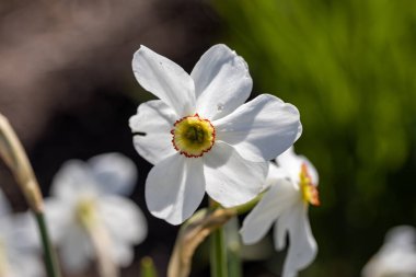 Güneşli bir havada yeşil yaprakların arka planında beyaz narsisli çiçek. Ayrıntılı makro görünüm.