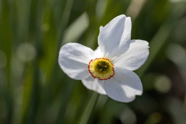 Flor Narciso Blanca Sobre Fondo Hojas Verdes Tiempo Soleado Vista — Foto de Stock