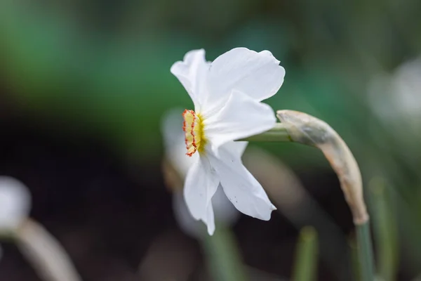 Flor Narciso Blanca Sobre Fondo Hojas Verdes Tiempo Soleado Vista — Foto de Stock