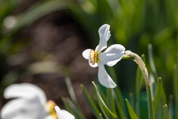 Weiße Narzissen Blühen Bei Sonnigem Wetter Auf Einem Hintergrund Aus — Stockfoto