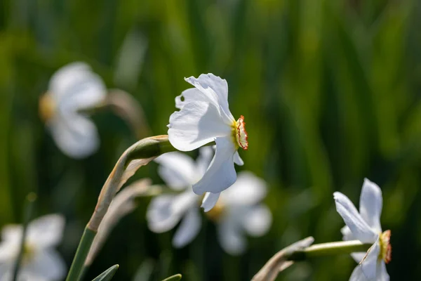 Flor Narciso Blanca Sobre Fondo Hojas Verdes Tiempo Soleado Vista — Foto de Stock