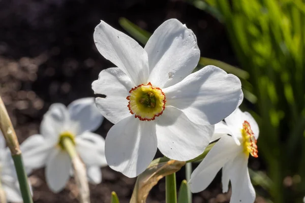 Flor Narciso Blanca Sobre Fondo Hojas Verdes Tiempo Soleado Vista — Foto de Stock