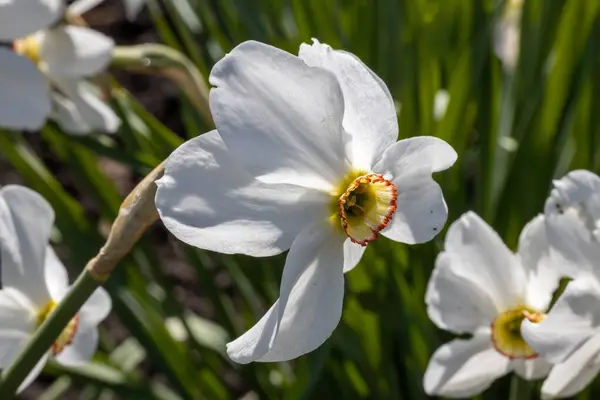 Flor Narciso Blanca Sobre Fondo Hojas Verdes Tiempo Soleado Vista — Foto de Stock