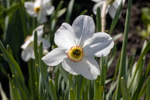 Flor Narciso Blanca Sobre Fondo Hojas Verdes Tiempo Soleado Vista — Foto de Stock