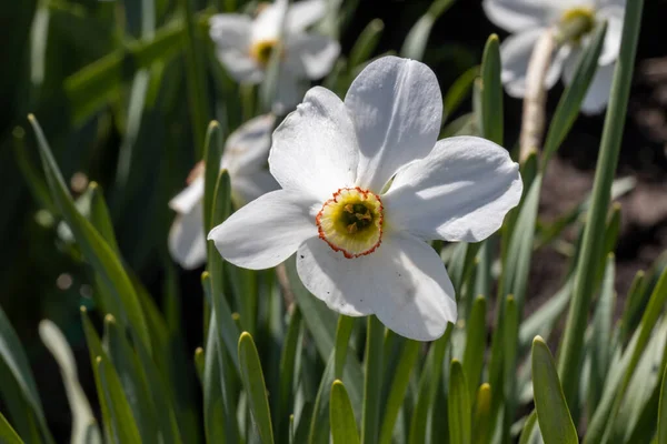 Flor Narciso Blanca Sobre Fondo Hojas Verdes Tiempo Soleado Vista — Foto de Stock