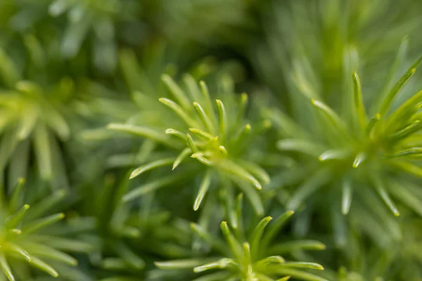 Fir Tree Green Needles Detailed Macro View — Stock Photo, Image