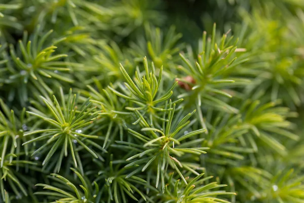 Fir Tree Green Needles Detailed Macro View — Stock Photo, Image