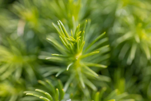 Fir Tree Green Needles Detailed Macro View — Stock Photo, Image