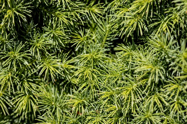 Fir Tree Green Needles Detailed Macro View — Stock Photo, Image