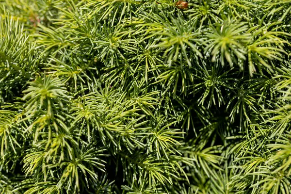 Fir Tree Green Needles Detailed Macro View — Stock Photo, Image