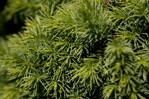 Fir Tree Green Needles Detailed Macro View — Stock Photo, Image